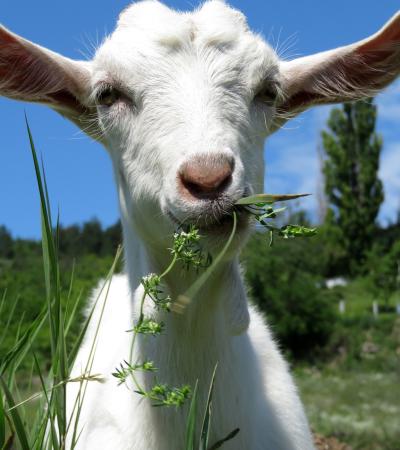 close up of little white goat eating grass under a blue sky