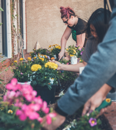 Photograph of people gardening in raised flowerbeds. 