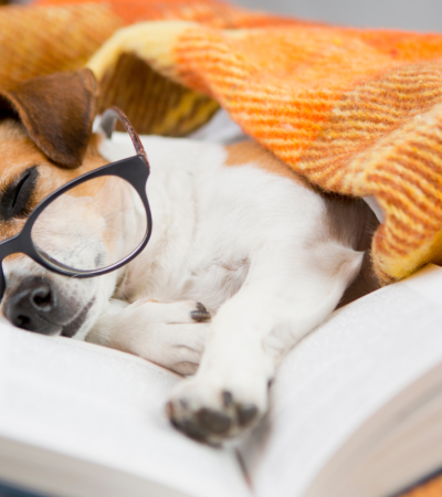 Photograph of a dog sleeping with glasses on and a book open