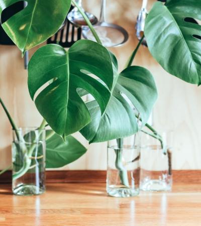 Photograph of three large, green plants propagating in glasses of water.
