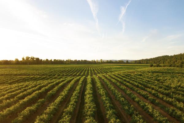 Photograph of a large grape vineyard. 