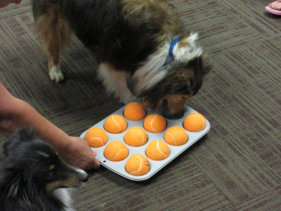 dog smells tennis balls on tray