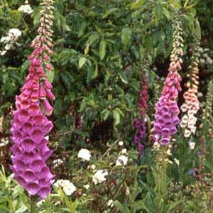 Foxgloves in bloom at the Emily Dickinson Homestead