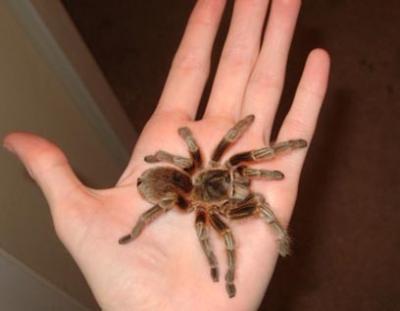 tarantula in a hand
