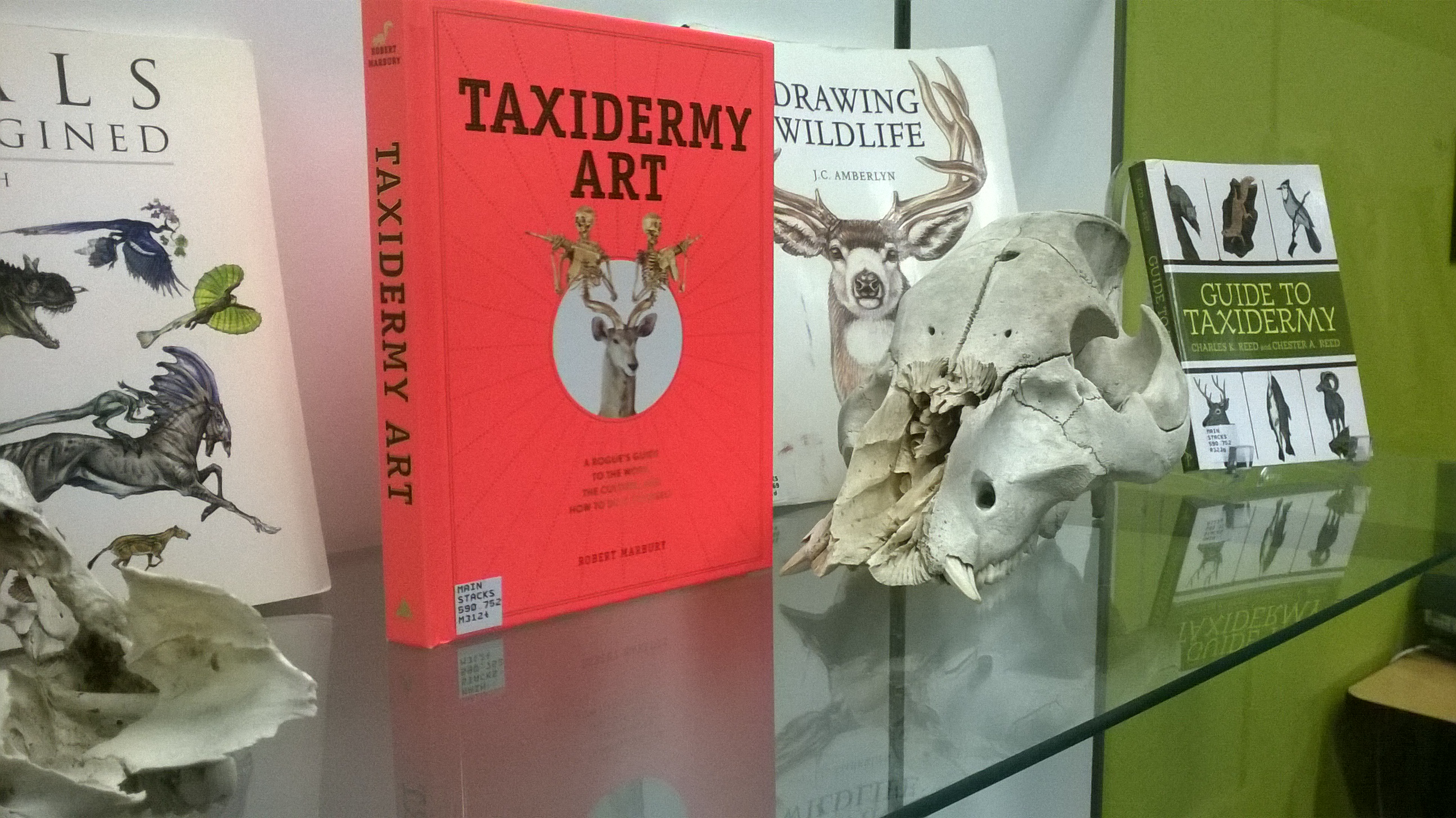 Photograph of library display. Book title reads: Taxidermy art. There is an animal skull on display next to the book.