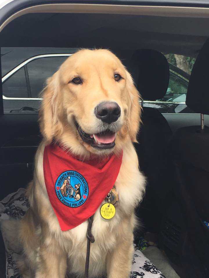 therapy dog bandana