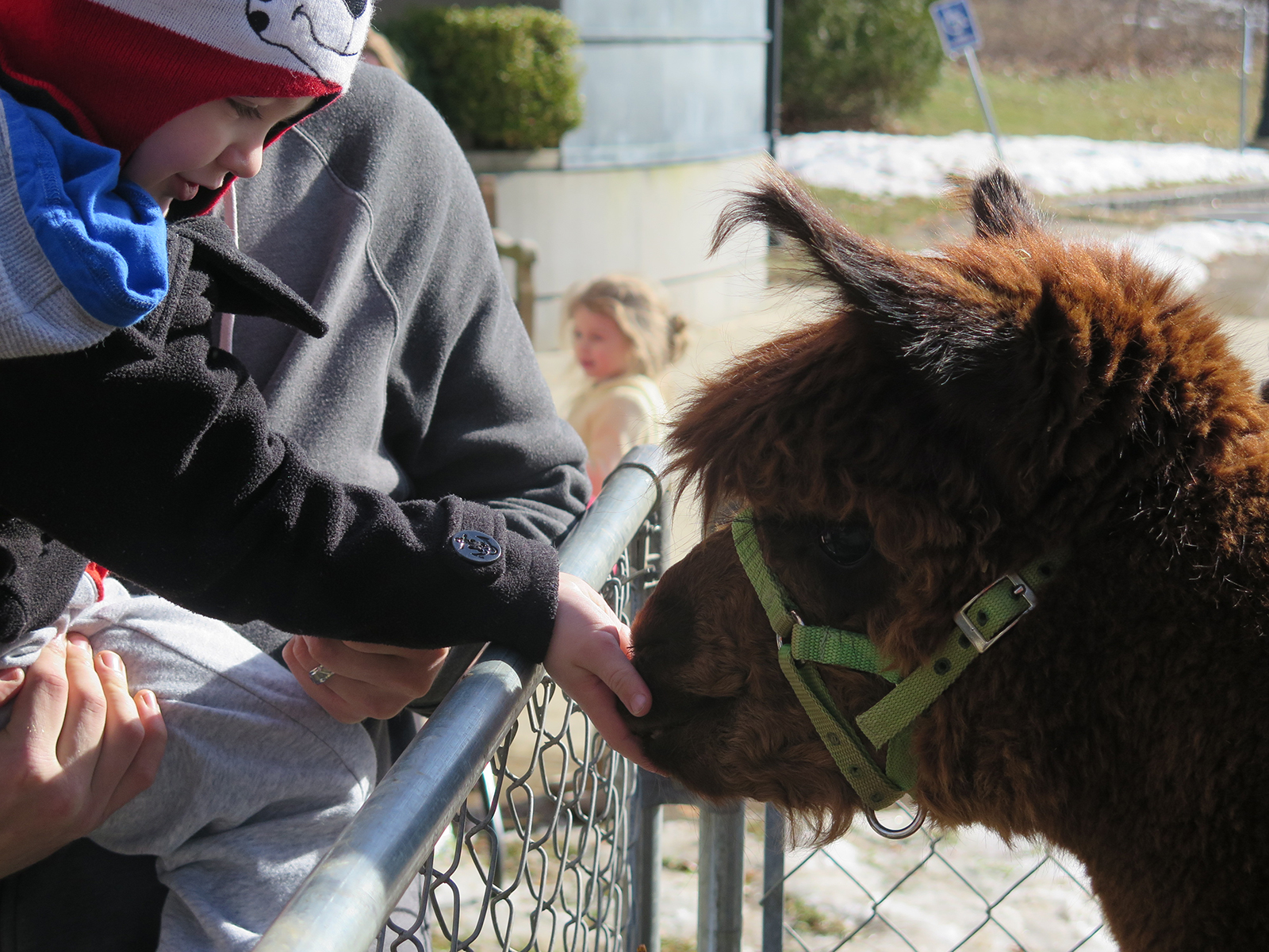 Warm and Fuzzy Hot Chocolate and Alpacas Programming Librarian