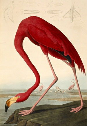 Phoenicopterus ruber, the Greater Flamingo. Drawn by John James Audubon for his book The Birds of America.