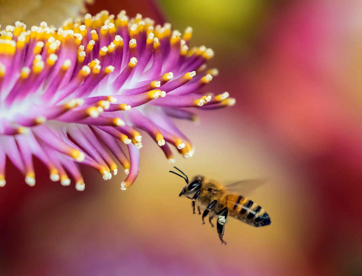 A honey bee flies toward a pink flower.