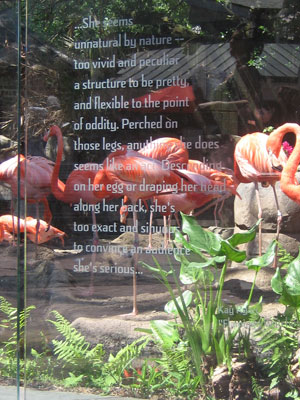 Poetry at the flamingo exhibit at New Orleans Zoo