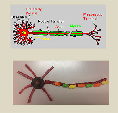 A drawing of a neuron next to a candy neuron