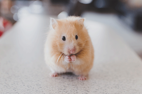 A shy-looking hamster