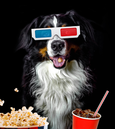 Photograph of a dog wearing 3D glasses with a bucket of popcorn and soda.