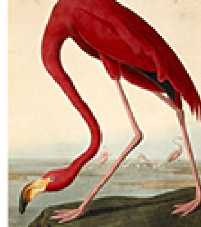 Phoenicopterus ruber, the Greater Flamingo. Drawn by John James Audubon for his book The Birds of America.