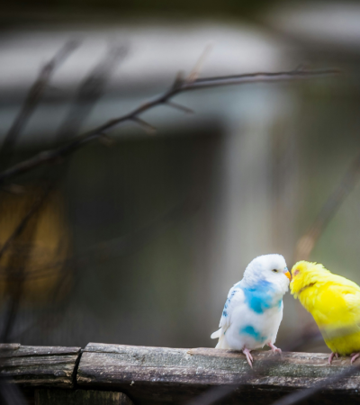 Photograph of two small birds, one blue and one yellow, appearing to kiss on a tree branch