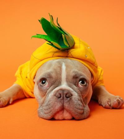 Photograph of a dog lying down wearing a pineapple costume against a bright orange background.