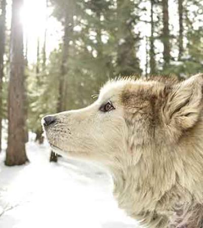 A sled dog in the woods