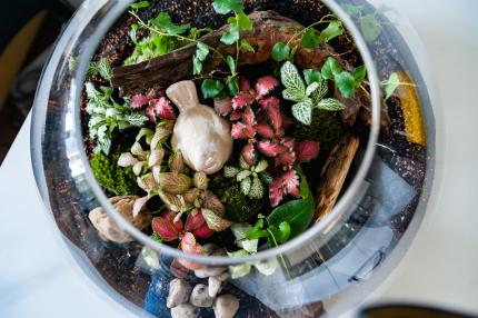 top view of jar with living ecosystem of beautiful tiny plants