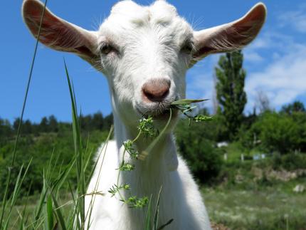 little goat close up of little white goat eating grass under a blue sky