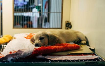 Photograph of a puppy resting on a red pillow.