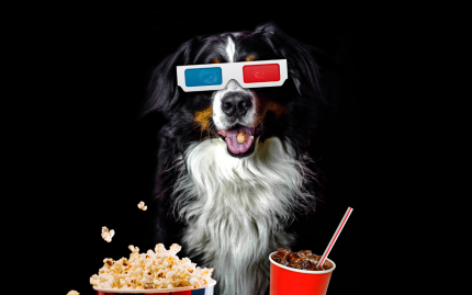 Photograph of a dog wearing 3D glasses with a bucket of popcorn and soda.