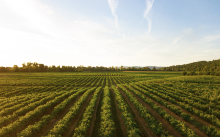 Photograph of a large grape vineyard.