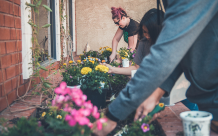 Photograph of people gardening in raised flowerbeds. 