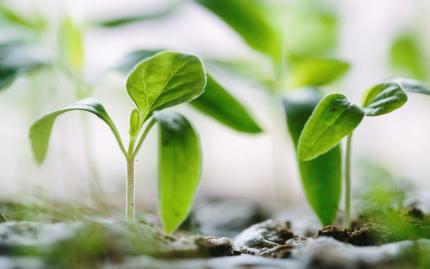 Photograph of small green plants sprouting out from the dirt.