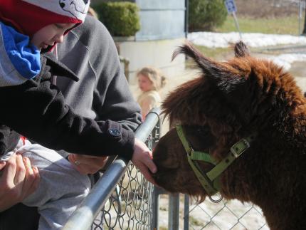 A boy pets an alpaca. A boy pets an alpaca.