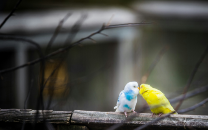 Photograph of two small birds, one blue and one yellow, appearing to kiss on a tree branch