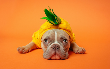 Photograph of a dog lying down wearing a pineapple costume against a bright orange background.