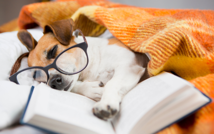 Photograph of a dog sleeping with glasses on and a book open