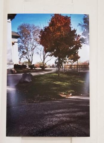 Photo of Autumn tree, landscape