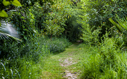 Photograph of a grassy, green forest.