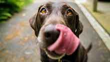 De-Stress with Doggos Dog licking