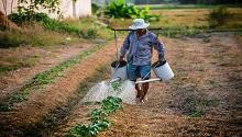 Farm worker watering plants