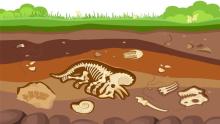 Illustration of fossils underground