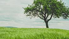 Tree stock image Tree stock image