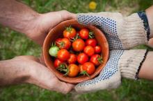 Photo of hands holding a small bowl with cherry tomatoes
