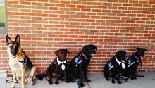 Got Your Six Support Dogs Got Your Six Support Dogs