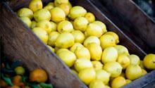 basket of lemons basket of lemons