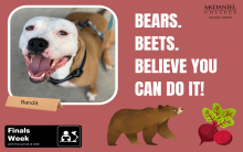 PetGram example from McDaniel. Photograph of a dog named Bandit. Text reads: Bears. Beets. Believe you can do it!