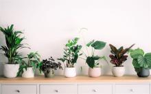 Photograph of a variety of houseplants sitting on a table.