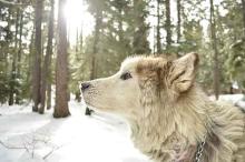A sled dog in the woods