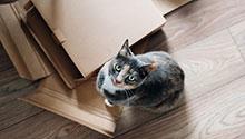 Cat with cardboard - Credit Anete Lusina