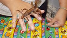 Praying mantis on a Bug Olympics presenter's hand