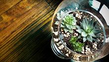 succulent in glass vase succulent plants in a glass vase