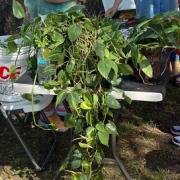 A large plant on a table