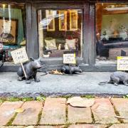 Street diorama with rubber rats holding signs.