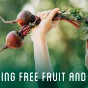 Advertisement for Farm-2-Library. Photo of beets. Text reads: Delivering Free Fruit and Veggies